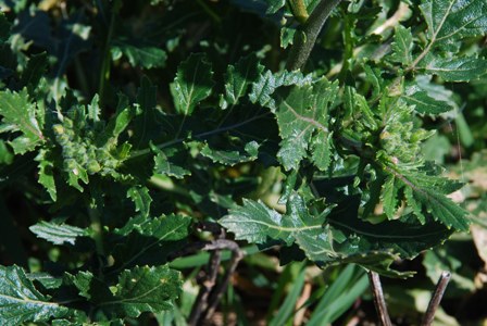 Diplotaxis erucoides